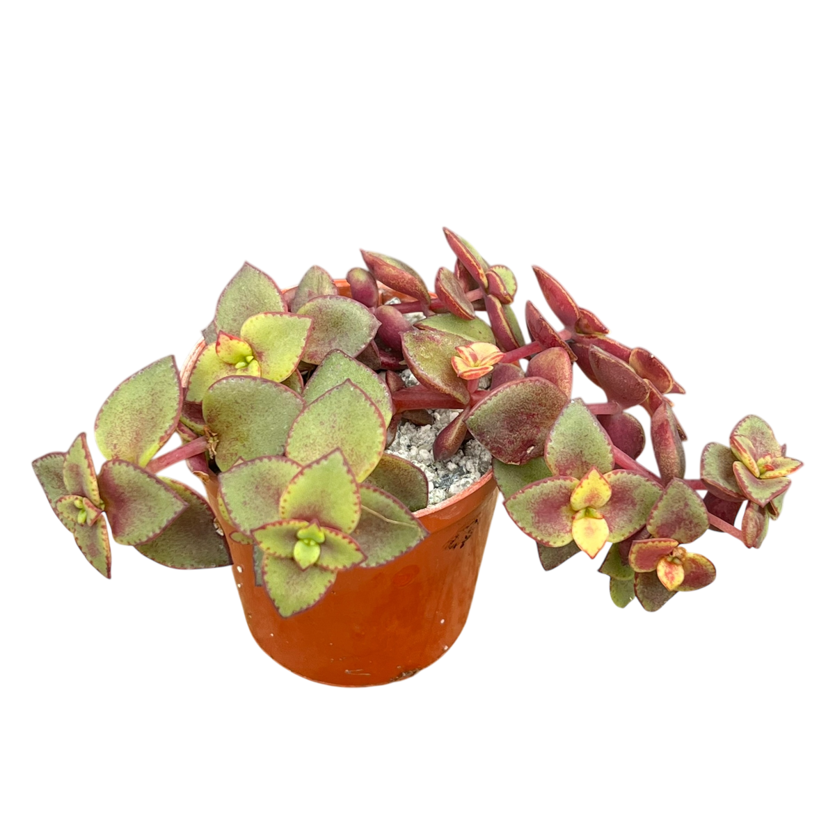 Crassula pellucida ssp. marginalis 'Rubra'