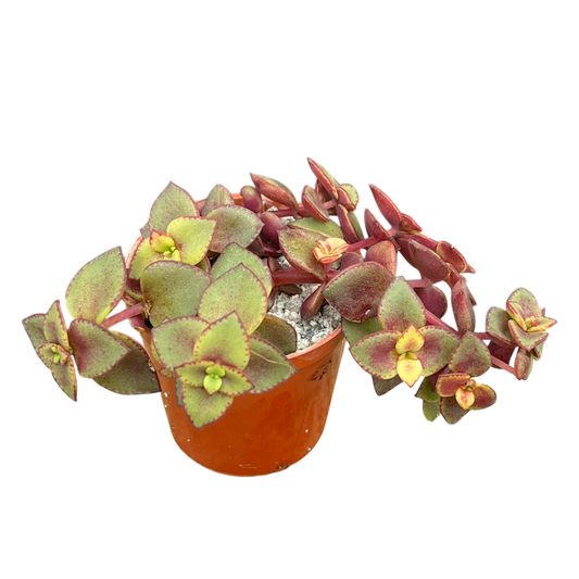 Crassula pellucida ssp. marginalis 'Rubra'