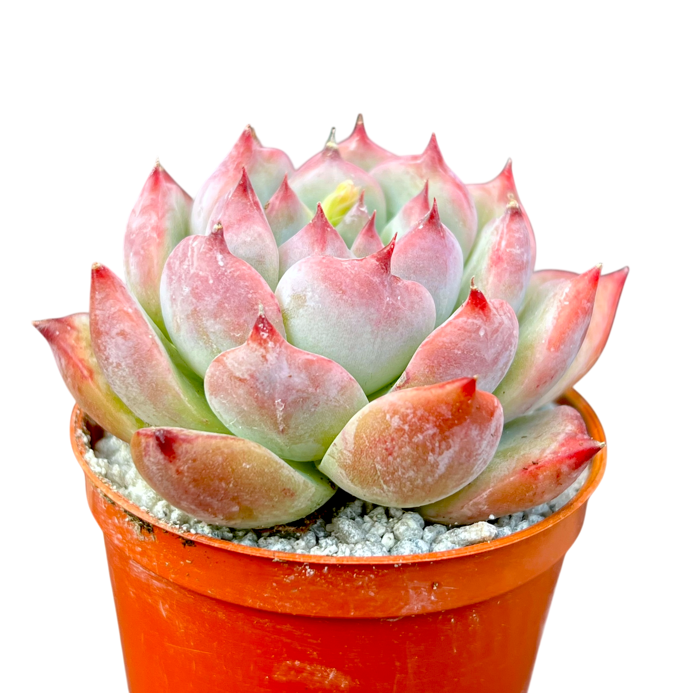 エケベリア リンゼアナ – Surreal Succulents
