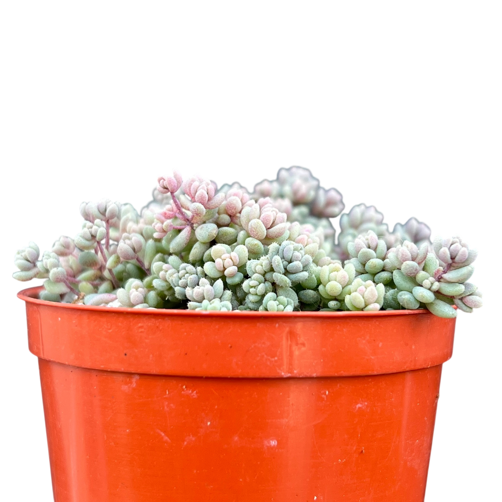 Sedum dasyphyllum minor