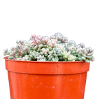 Sedum dasyphyllum minor