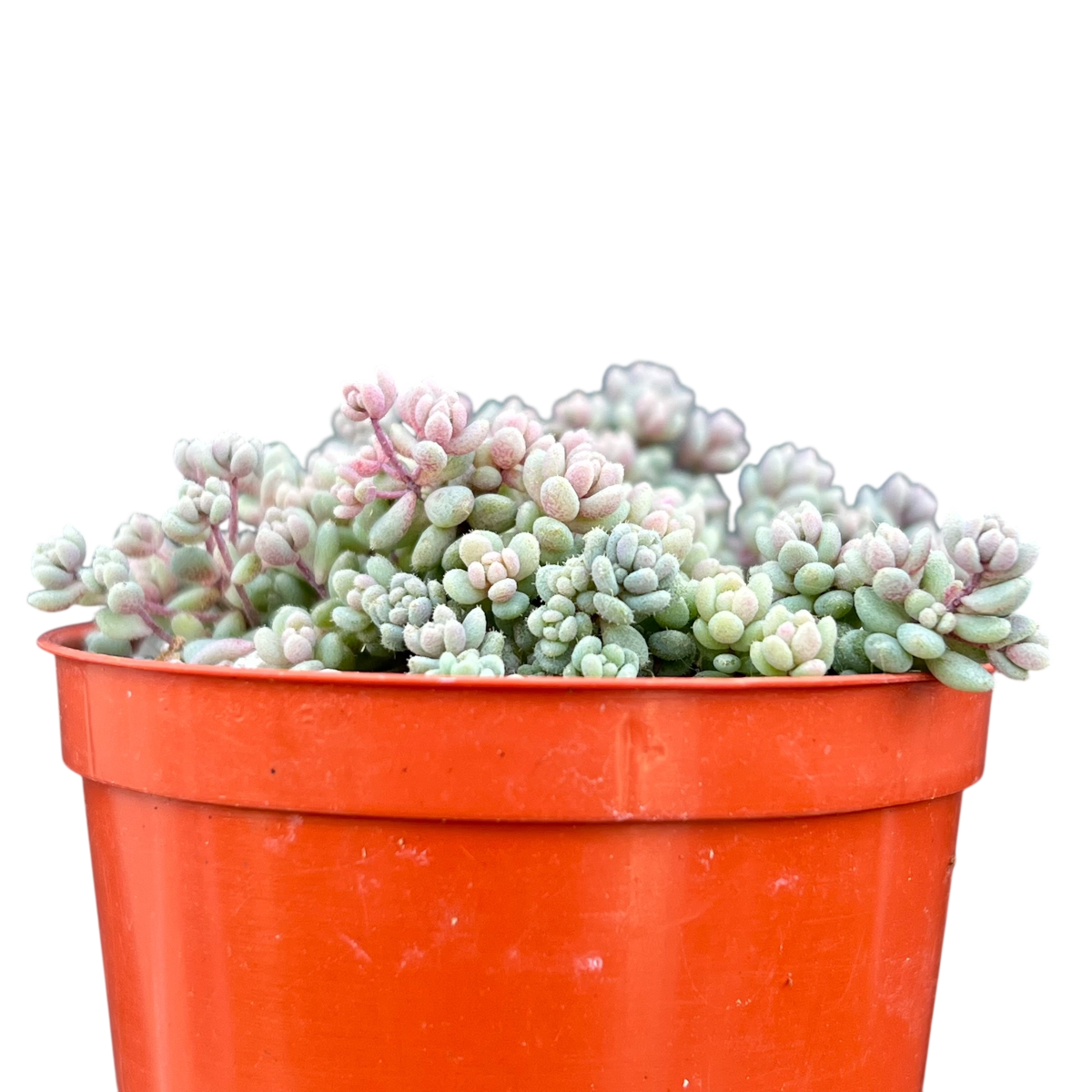 Sedum dasyphyllum minor
