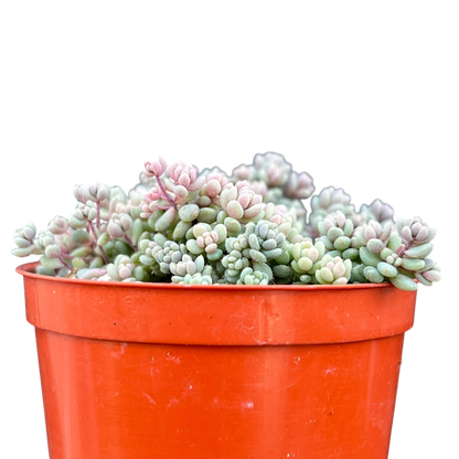 Sedum dasyphyllum minor