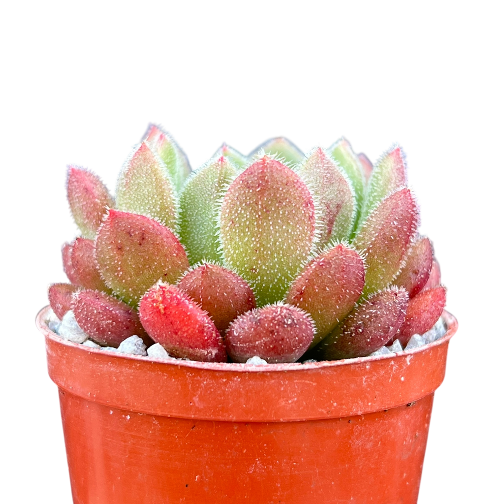 Echeveria 'Debbie'