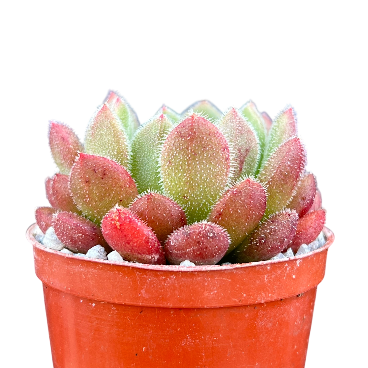 Echeveria 'Debbie'