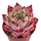 Echeveria colorata 'Desert Harmony'