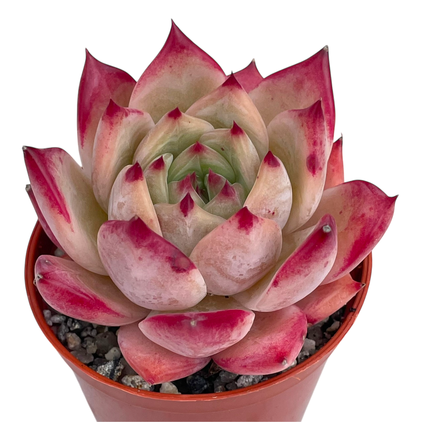 Echeveria colorata 'Desert Harmony'