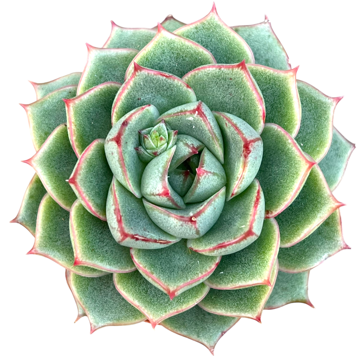 Echeveria 'Fabiola'