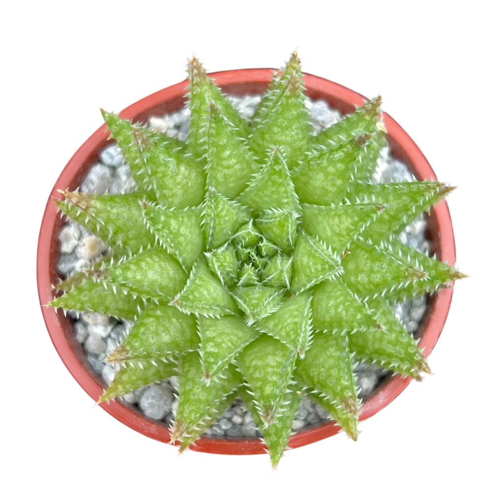 ハオルチア・ヘルバセア
