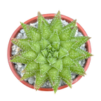 ハオルチア・ヘルバセア