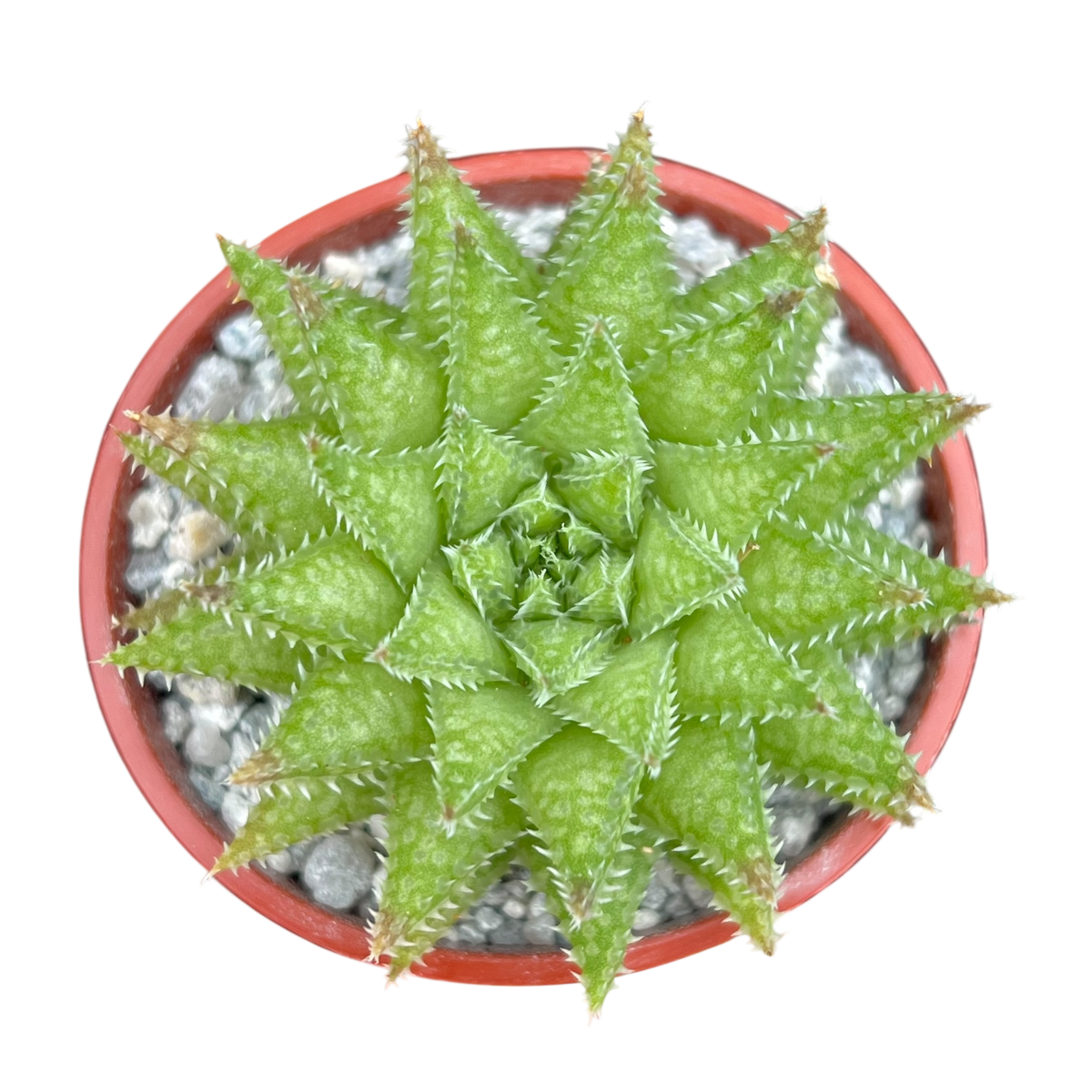 Haworthia herbacea