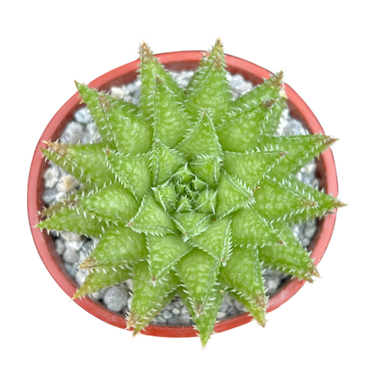 Haworthia herbacea