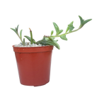 Curio peregrinus | String of Dolphins