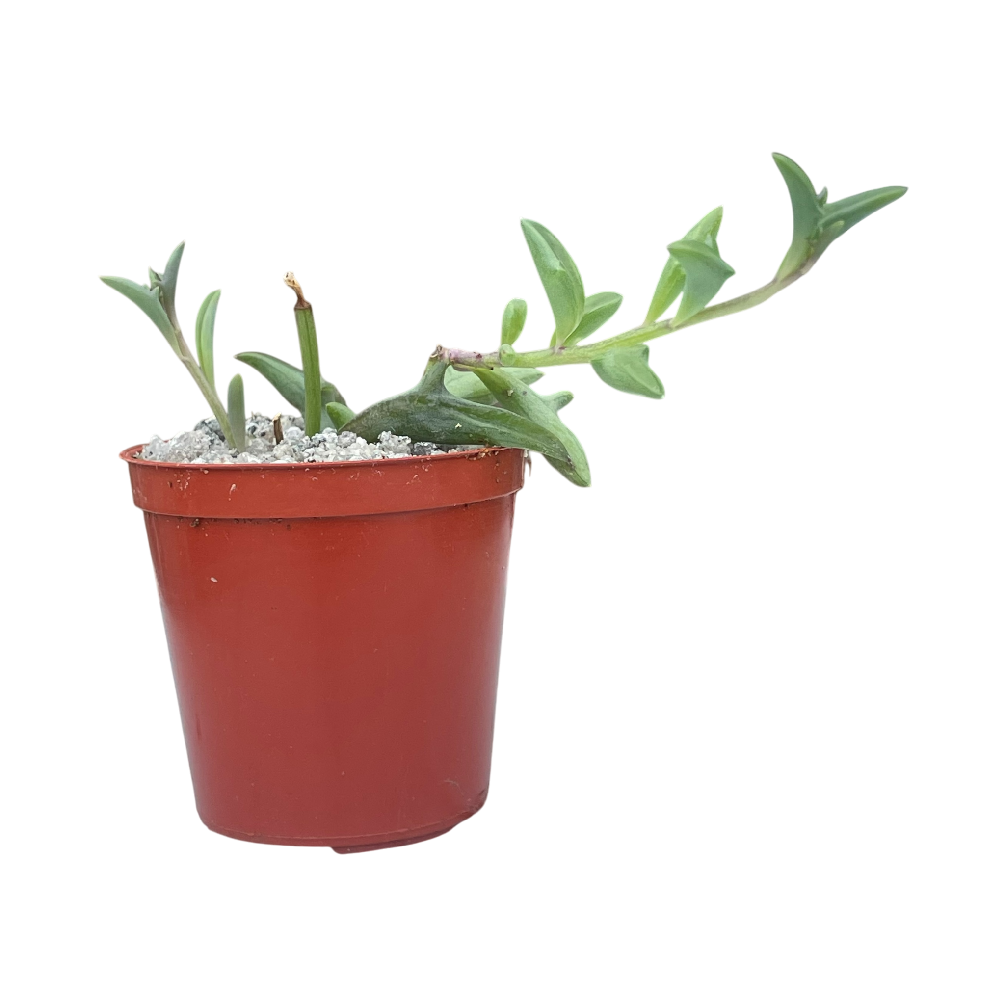 Curio peregrinus | String of Dolphins