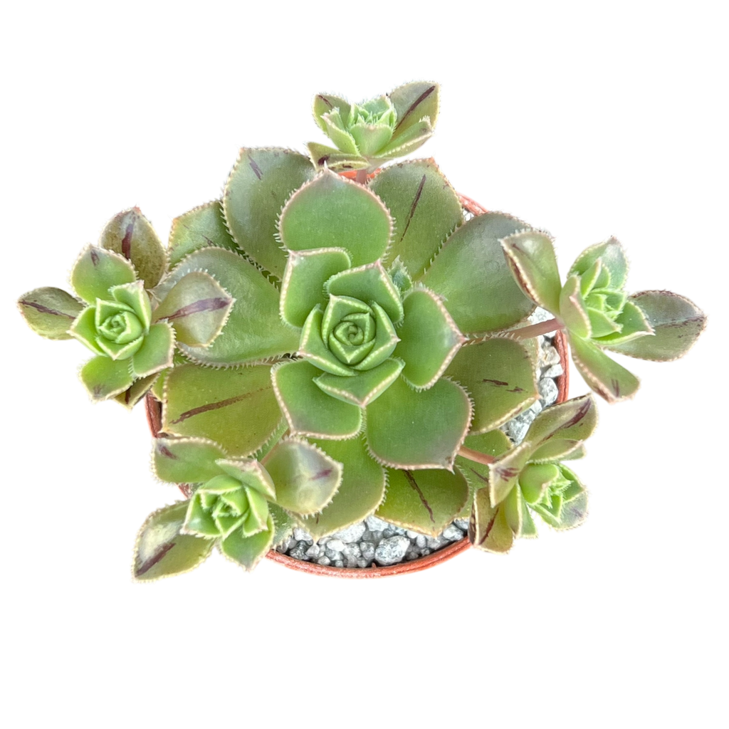Aeonium haworthii
