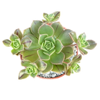 Aeonium haworthii