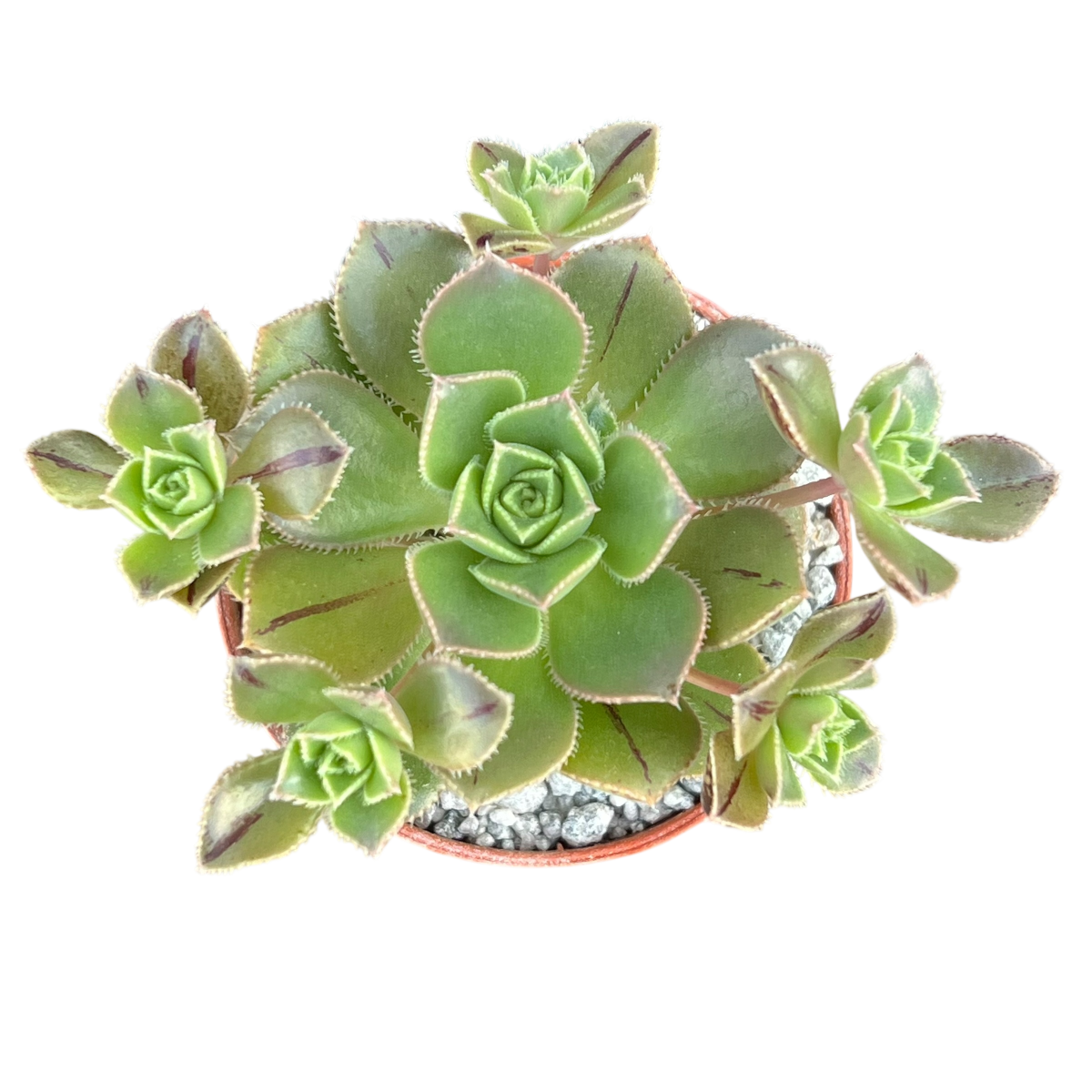 Aeonium haworthii