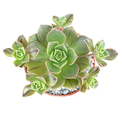 Aeonium haworthii