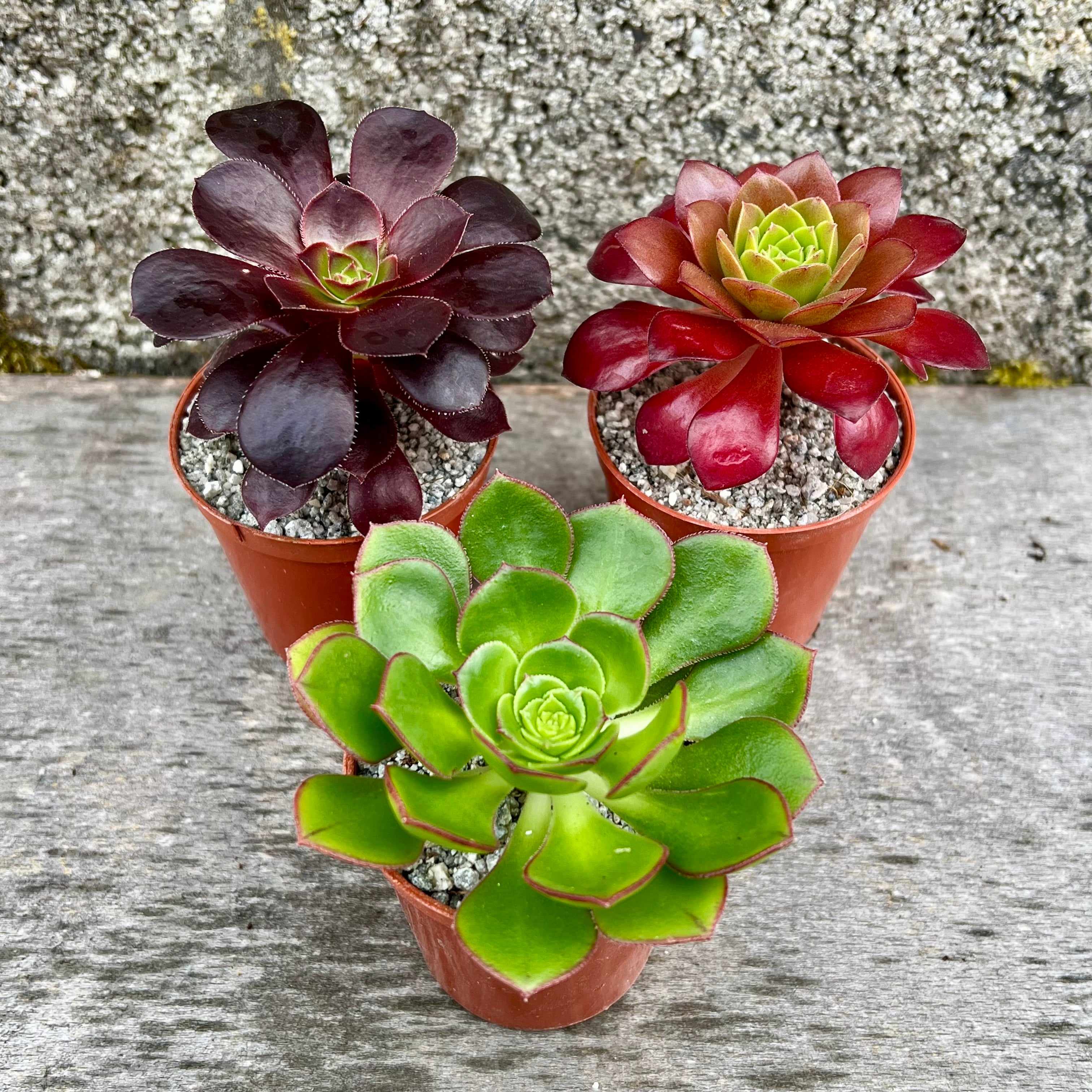 Aeonium Mystery Bundle