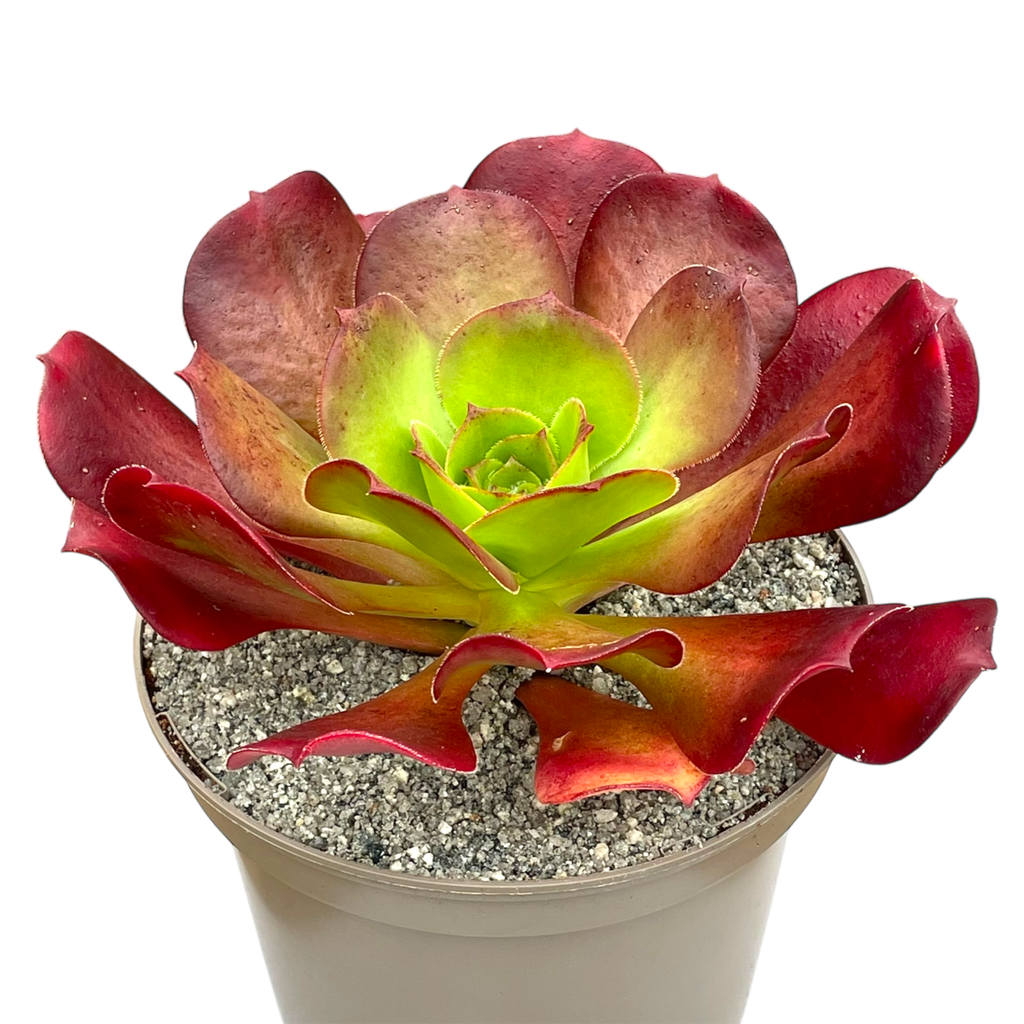 x Semponium 'Darwin'