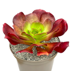 x Semponium 'Darwin'