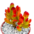 Crassula ovata 'Hobbit'