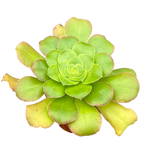 Aeonium arboreum v. magnificum