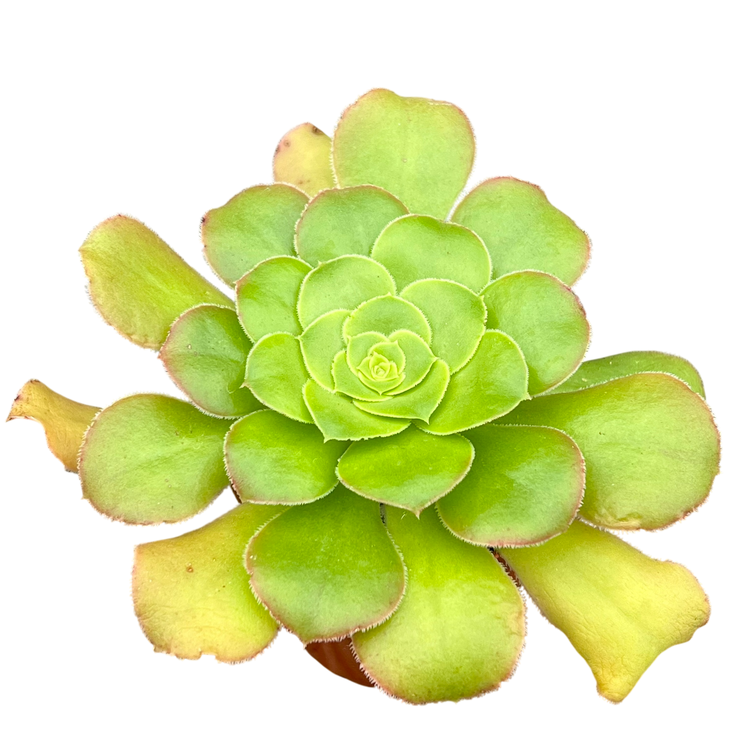 Aeonium arboreum v. magnificum