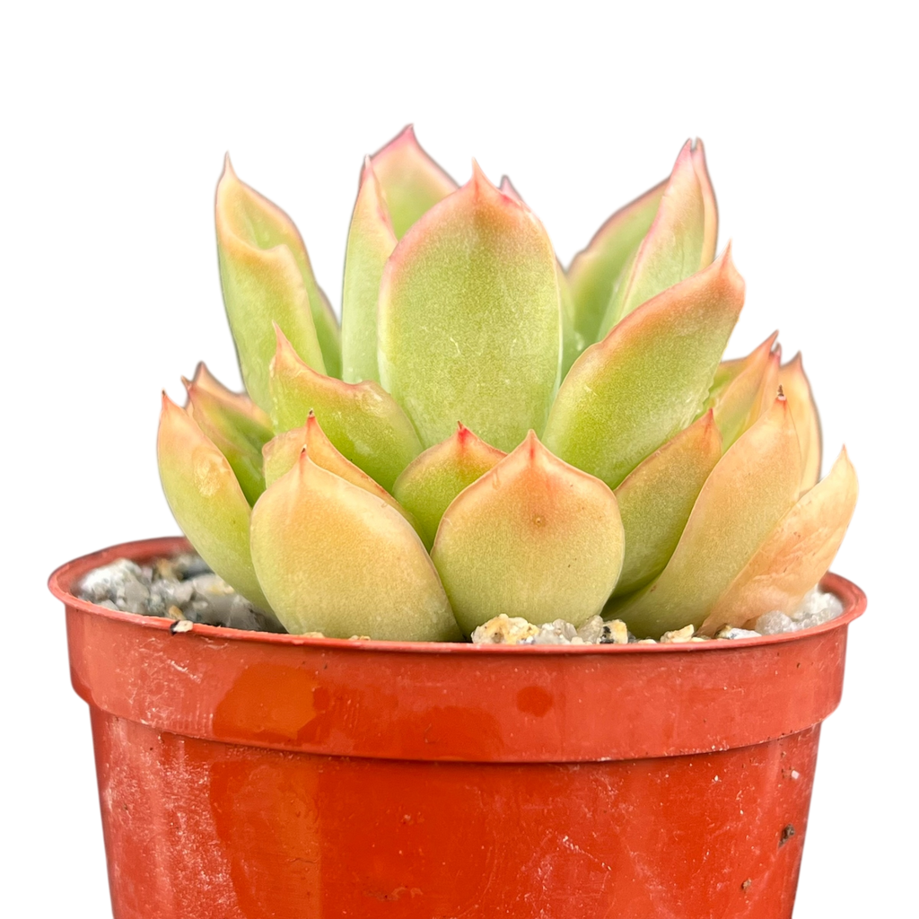 Echeveria pertela
