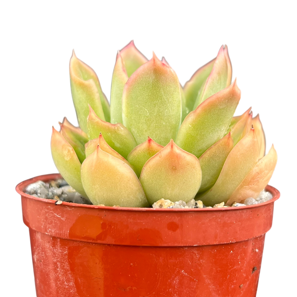 Echeveria pertela