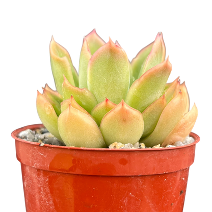 Echeveria pertela