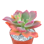 Echeveria 'Green Rose'
