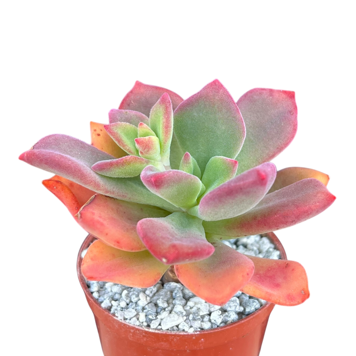 エケベリア「グリーンローズ」 – Surreal Succulents