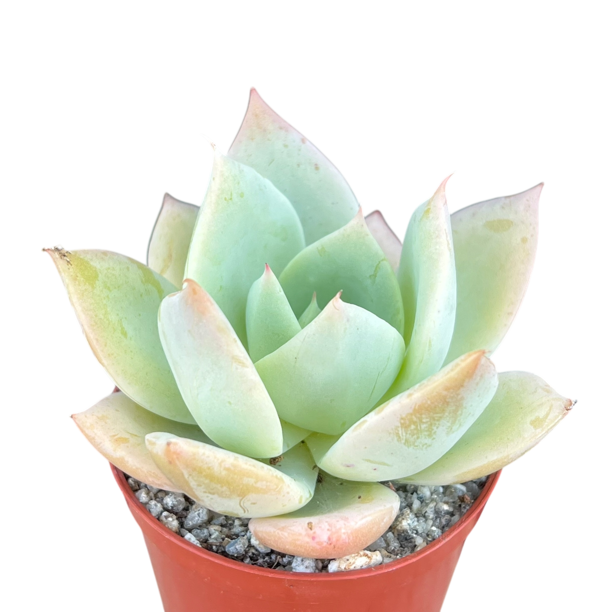 Echeveria 'Neptune'