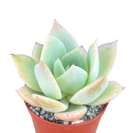 Echeveria 'Neptune'
