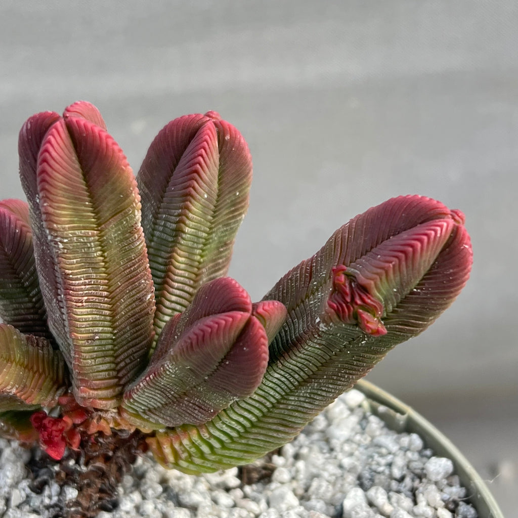 Crassula pyramidalis
