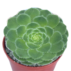 Aeonium tabuliforme