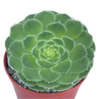 Aeonium tabuliforme