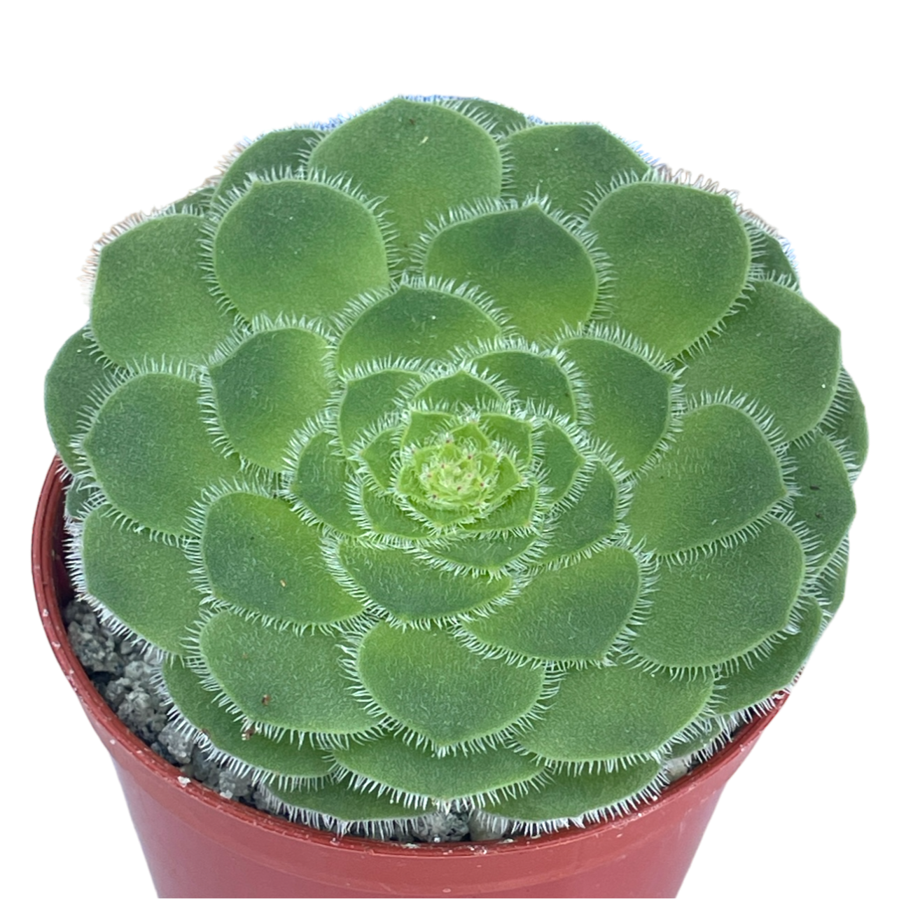 Aeonium tabuliforme