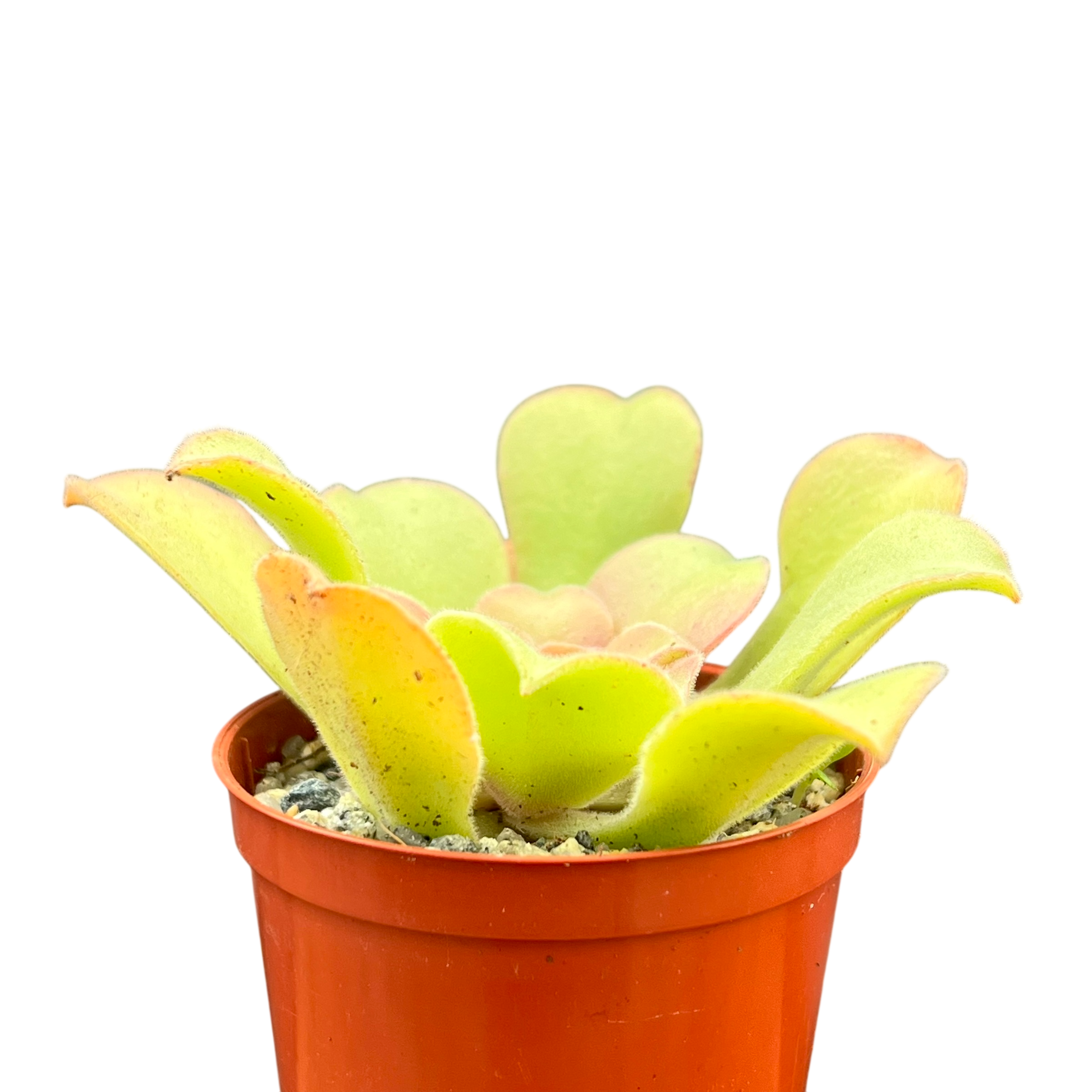 Aeonium canariense var. virgineum