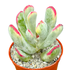 Cotyledon orbiculata var. flanaganii f. variegata