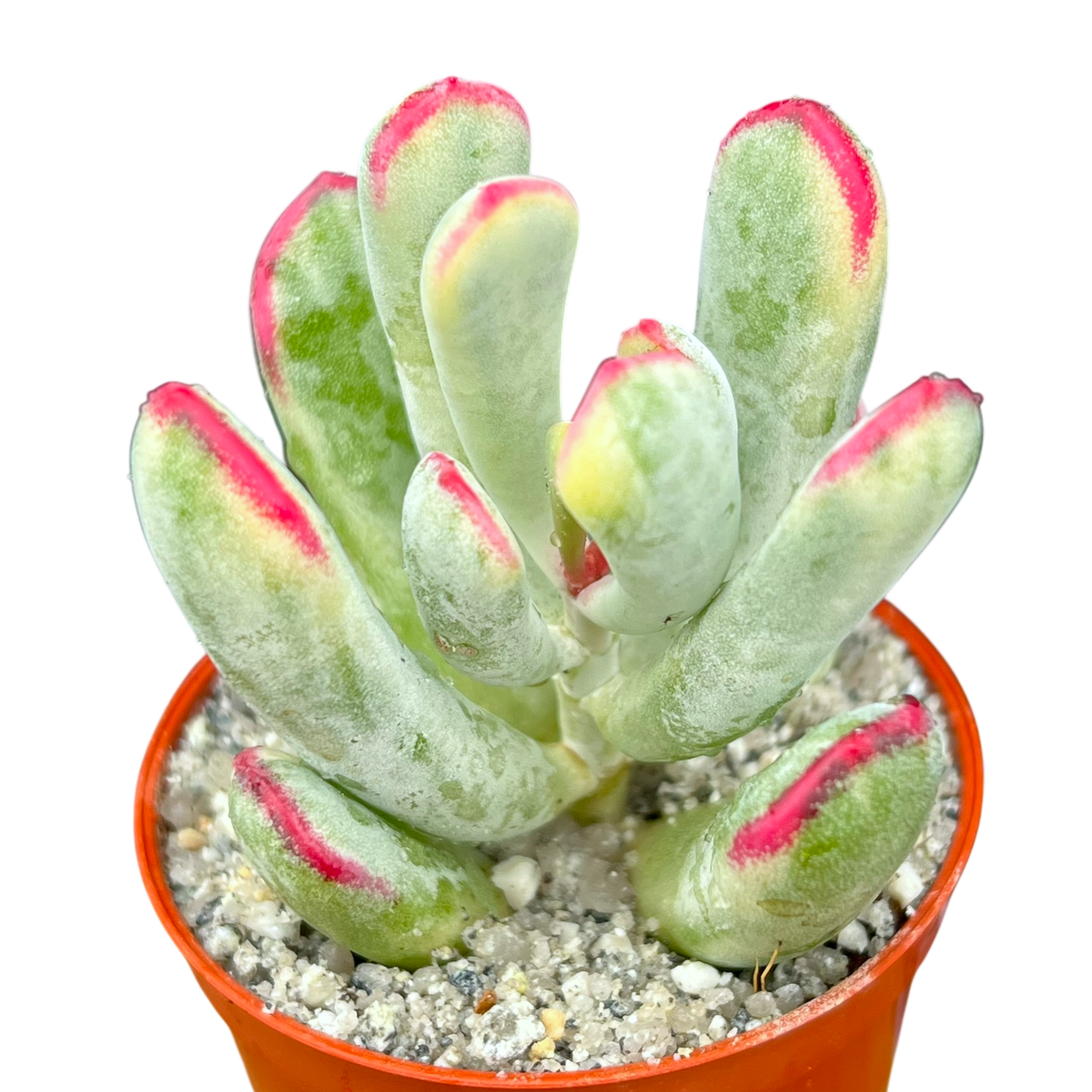 Cotyledon orbiculata var. flanaganii f. variegata