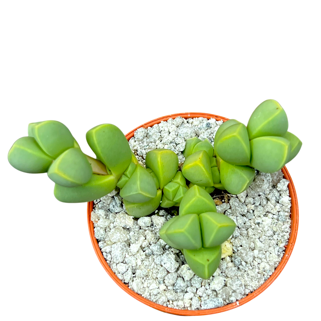 Delosperma lehmannii