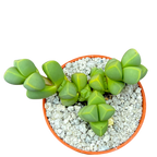 Delosperma lehmannii