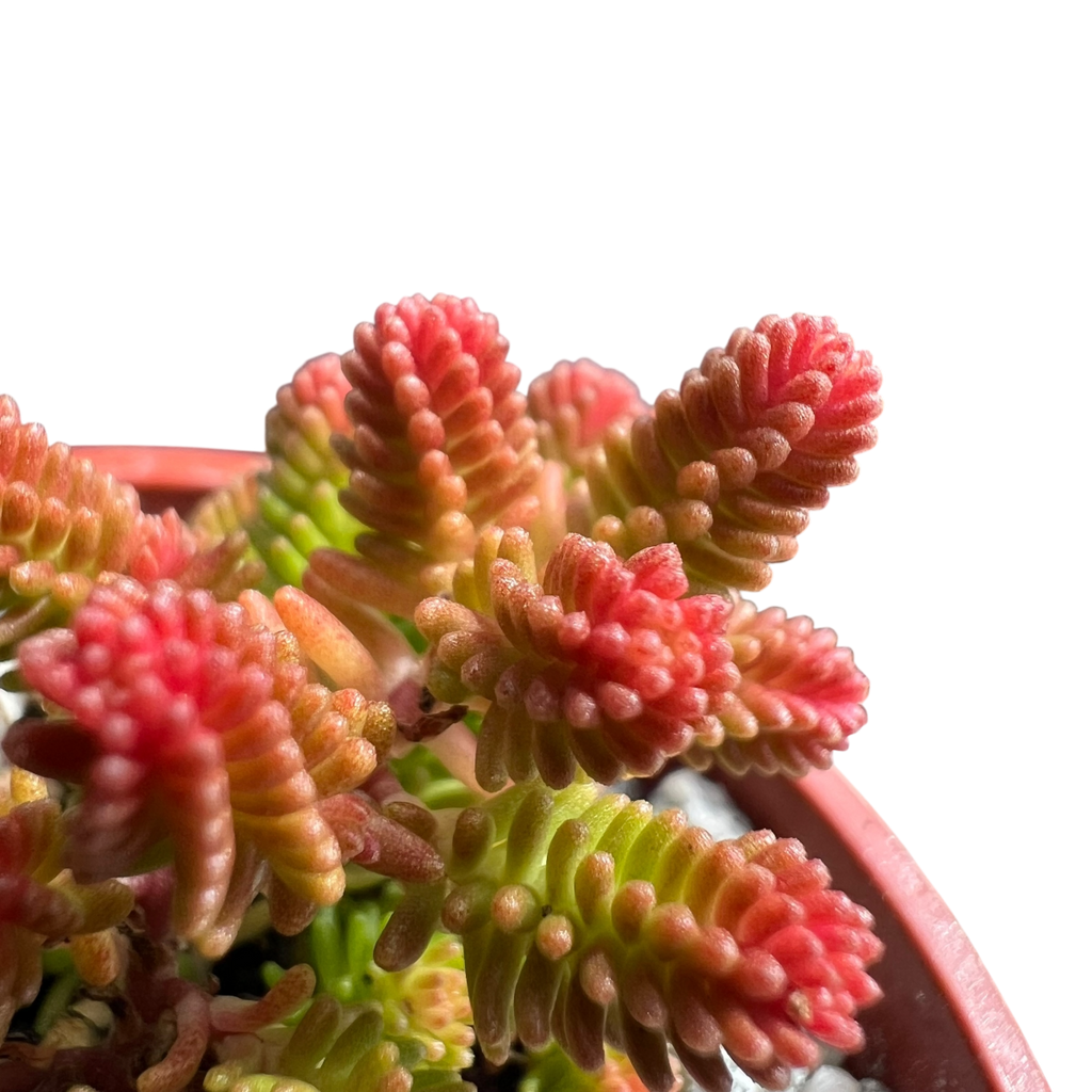 Sedum sexangulare