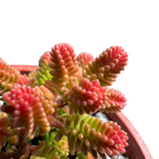 Sedum sexangulare
