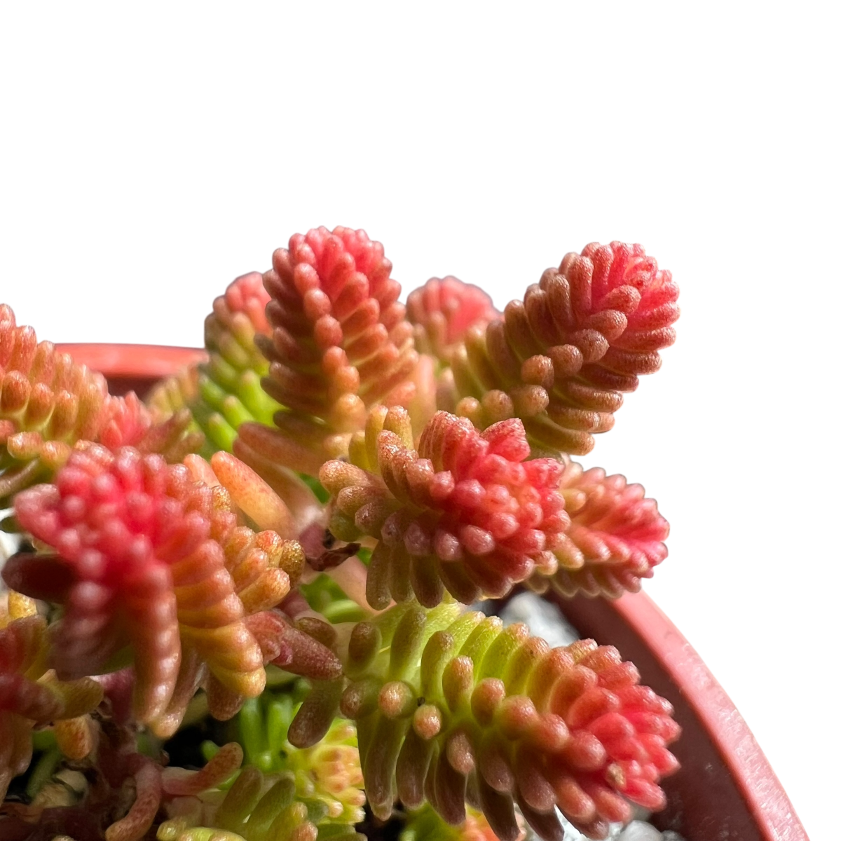 Sedum sexangulare