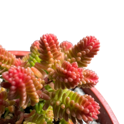 Sedum sexangulare
