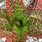 Gasteria carinata