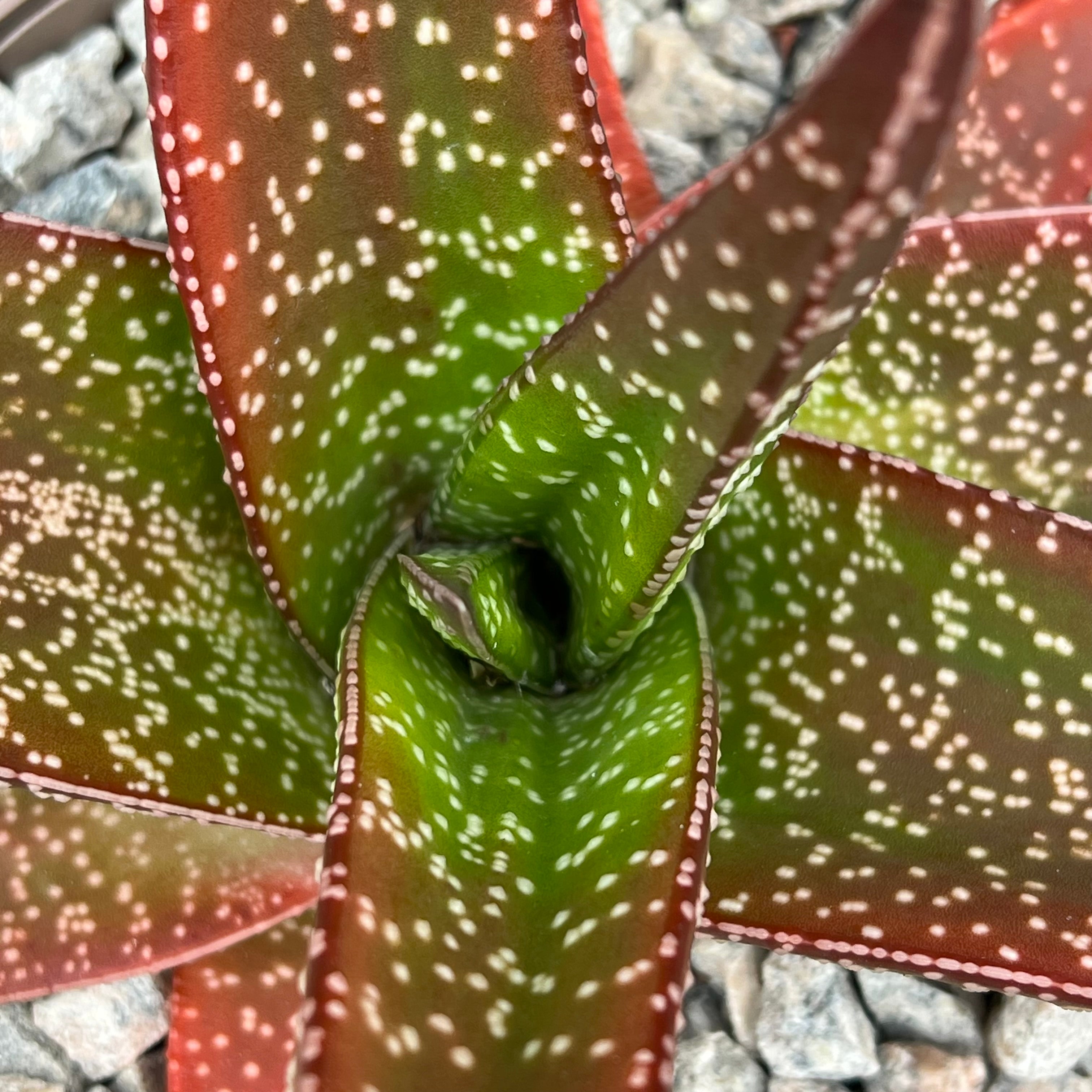 Gasteria carinata